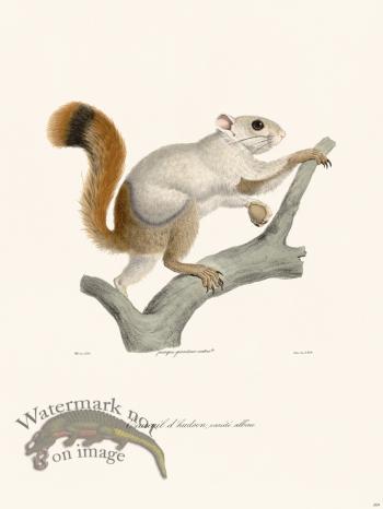 Cuvier 269 Hudson Squirrel